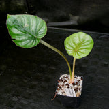 Philodendron mamei var Karol Villena