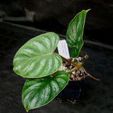 Philodendron mamei var Karol Villena