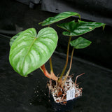 Philodendron mamei var Karol Villena