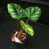 Philodendron mamei var Karol Villena