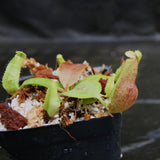 Nepenthes [(lowii x veitchii) x boschiana] -Red Ruffled x clipeata, CAR-0300