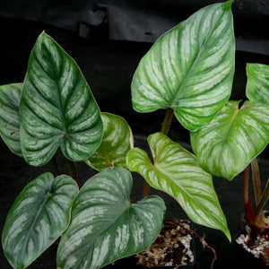 Philodendron mamei var Karol Villena