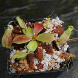 Nepenthes [(lowii x veitchii) x boschiana] -Red Ruffled x clipeata, CAR-0300