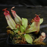 Nepenthes [(Viking x ampullaria) x ampullaria] x veitchii 'Pink Candy Cane', CAR-0233 Wholesale