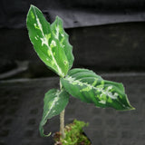 Aglaonema pictum Tricolor