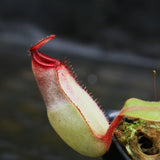 Nepenthes [(Viking x ampullaria) x ampullaria] x veitchii 'Pink Candy Cane', CAR-0233 Wholesale