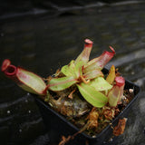 Nepenthes [(Viking x ampullaria) x ampullaria] x veitchii 'Pink Candy Cane', CAR-0233 Wholesale