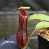 Nepenthes ventricosa JB Sigma x (singalana x diabolica), CAR-0298