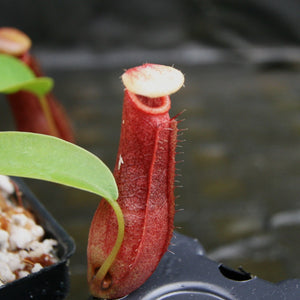 Nepenthes ventricosa JB Sigma x (singalana x diabolica), CAR-0298