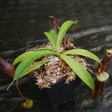 Nepenthes ventricosa JB Sigma x (singalana x diabolica), CAR-0298