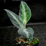 Aglaonema pictum Tricolor