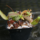 Nepenthes veitchii "Big Mama" x platychila BB, CAR-0297