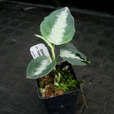 Aglaonema pictum Tricolor