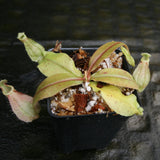 Nepenthes rafflesiana Leilani x Viking, CAR-0295