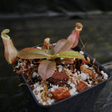 Nepenthes [(viking x ampullaria) x northiana] x {belii x [(veitchii x maxima) x veitchii)]}, CAR-0301