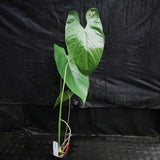 Anthurium sp. 8