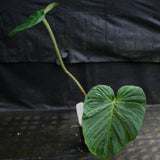 Philodendron verrucosum "Queen of Hearts" (Tico Blues)