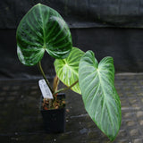 Philodendron verrucosum "Queen of Hearts" (Tico Blues)