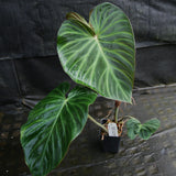 Philodendron verrucosum "Queen of Hearts" (Tico Blues)