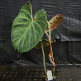 Philodendron verrucosum "Queen of Hearts" (Tico Blues)