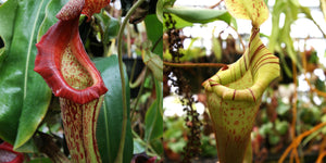 Nepenthes {maxima Pieriensis x [(lowii x veitchii) x boschiana]} x (veitchii Big Mama x platychila) -Seed Pod