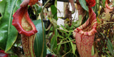 Nepenthes {maxima Pieriensis x [(lowii x veitchii) x boschiana]} x (maxima x veitchii HL) -Seed Pod