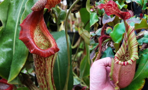 Nepenthes {maxima Pieriensis x [(lowii x veitchii) x boschiana]} x veitchii (Murud x Candy) -Striped -Seed Pod