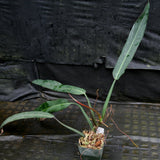 Philodendron bicolor