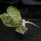 Philodendron verrucosum "Tambillo"