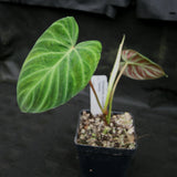 Philodendron verrucosum "Tambillo"