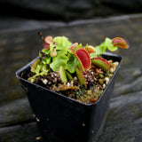 Venus Flytrap- Dionaea muscipula "Purple Ambush"