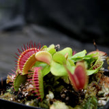 Venus Flytrap- Dionaea muscipula "Purple Ambush" Wholesale