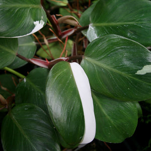 Philodendron 'White Knight'