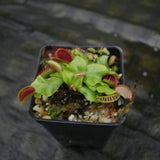 Venus Flytrap- Dionaea muscipula "Purple Ambush" Wholesale