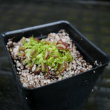 Venus Flytrap- Dionaea muscipula "Purple Ambush" Wholesale