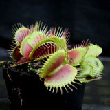 Venus Flytrap - Dionaea muscipula 'B-52' Wholesale