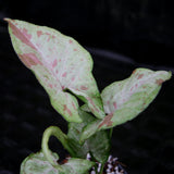 Syngonium confetti