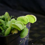 Venus Flytrap- Dionaea muscipula 'Green Sawtooth'