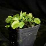 Venus Flytrap- Dionaea muscipula 'Green Sawtooth'