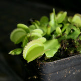 Venus Flytrap- Dionaea muscipula 'Green Sawtooth'