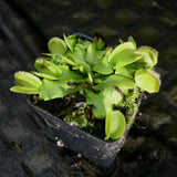 Venus Flytrap- Dionaea muscipula 'Green Sawtooth'