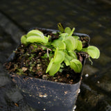 Venus Flytrap- Dionaea muscipula 'Green Sawtooth'