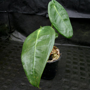 Anthurium peltigerum