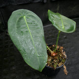 Anthurium peltigerum