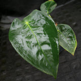 Anthurium peltigerum