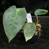 Anthurium peltigerum