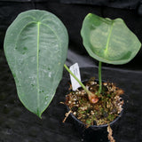 Anthurium peltigerum