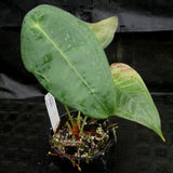 Anthurium peltigerum