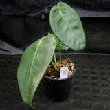 Anthurium peltigerum