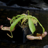 Nepenthes mirabilis var. echinostoma x {(Rokko x boschiana) x {[Rokko x (zakriana x spectabilis)] x TM}}, CAR-0217